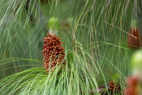 A pine tree with a cone on top Stock Photos