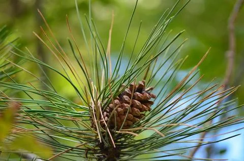 A pine tree with a cone on top. Stock Photos