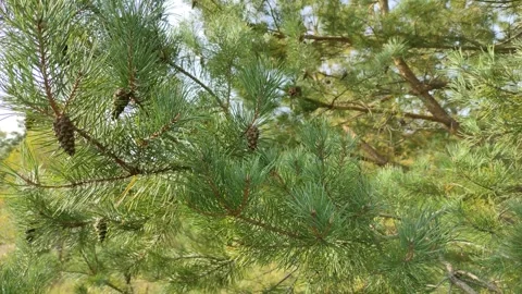 Pine tree with cones (1) 4K 30 FPS Stock Footage 284493230