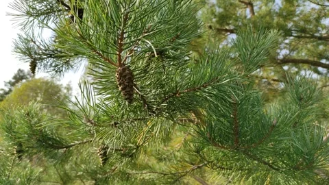 Pine tree with cones (2) 4K 30 FPS Stock Footage 284492700