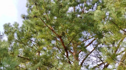 Pine tree with cones (3) 4K 30 FPS Stock Footage 284493131