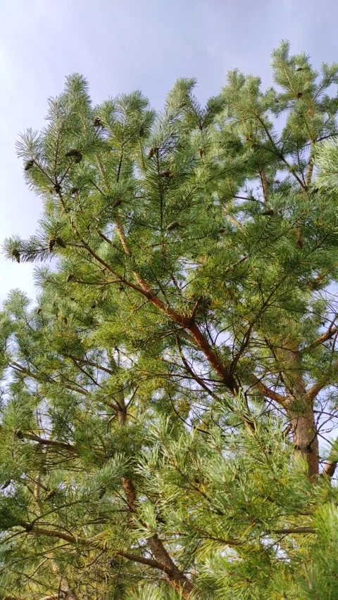 Pine tree with cones (4) 4K 30 FPS Stock Footage 284492391