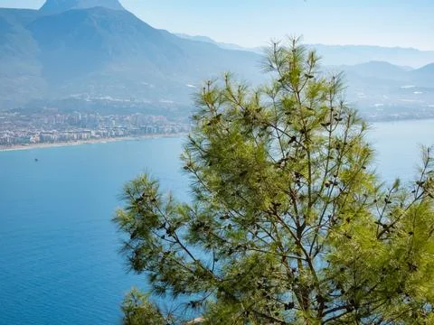 Pine tree with cones against the background of the Alanya coast and the Tau.. Stock Photos