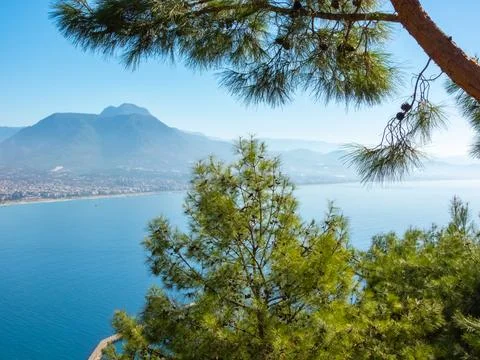 Pine tree with cones against the background of the Alanya coast and the Tau.. Stock Photos