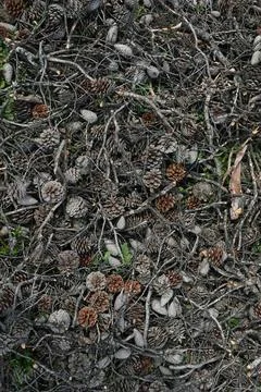 Pine tree cones and broken branches background organic matter on forest floor Stock Photos