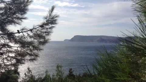 Pine tree with cones and needles in the wind against the sea ,Capes &amp; sky Stock Footage 119308135