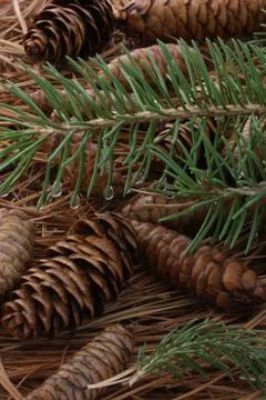 Pine Tree Cones and Needles Stock Photos