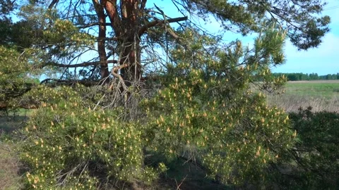Pine tree with cones. Beautiful view of pine tree. Pine forest. Stock Footage 338120812