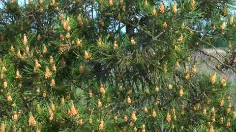 Pine tree with cones. Beautiful view of pine tree. Pine forest. Stock Footage 338121374