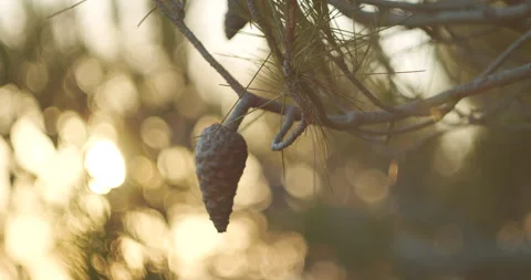 Pine tree cones with blurred background during sunset. Kefalonia, Ionian Stock Footage 341355348