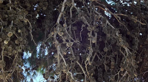 Pine tree with cones close-up Stock Footage 34416961