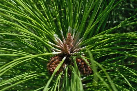 Pine tree with cones, close-up. Nature background. Stock Photos