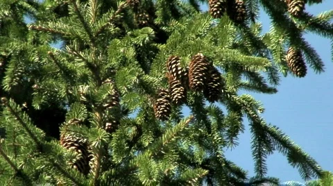 Pine tree cones one Stock Footage 68087