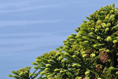 Pine-tree with cones Stock Photos