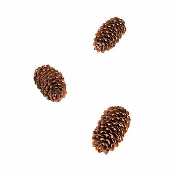 Pine tree cones. Stock Photos