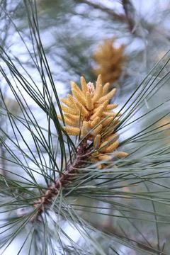 Pine tree cones Stock Photos