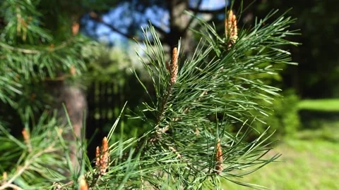 Pine tree with cones pointing up Stock Footage 240097606