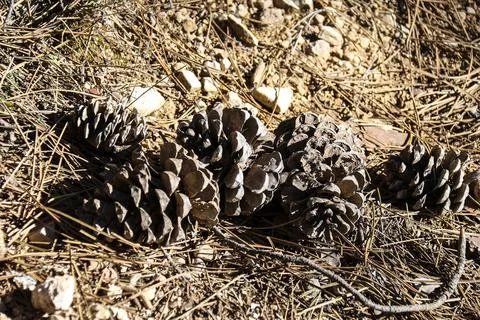 Pine tree cones in Sierra de Cazorla y Segura Stock Photos