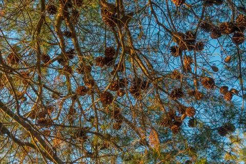 Pine tree cones on sunset Stock Photos