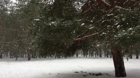 Pine tree in coniferous forest during a snowfall. Stock Footage 100876864