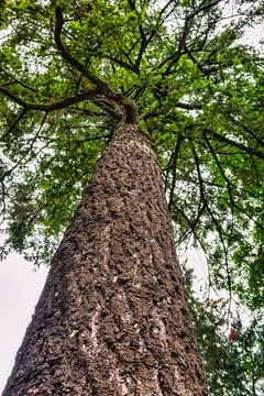 Pine tree cortex texture. Tree bole and foliage on overcast sky background Stock Photos