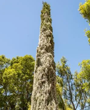 Pine tree covered with cobweb Stock Photos