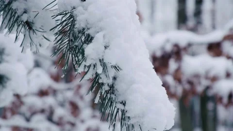 Pine tree covered with the first snow. Winter in the pine forest. Stock Footage 228208246