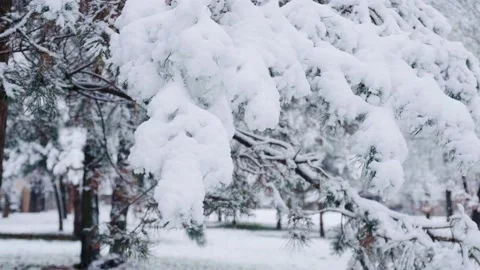 Pine tree covered with the first snow. Winter in the pine forest. Stock Footage 228208472