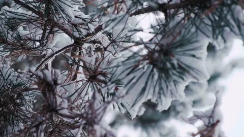 Pine tree covered with the first snow. Winter in the pine forest. Stock Footage 228208673