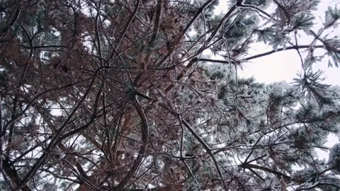 Pine tree covered with the first snow. Winter in the pine forest. Stock Footage 228208675