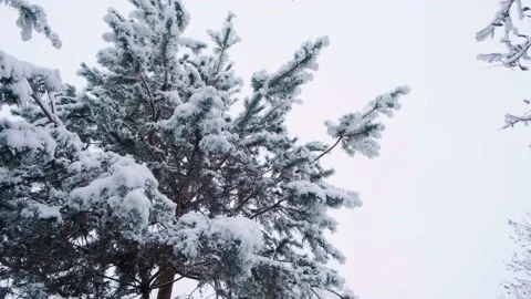 Pine tree covered with the first snow. Winter in the pine forest. Stock Footage 228208946
