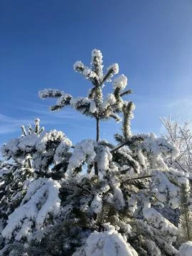 A pine tree covered in freshly fallen snow on a bright winter day. Stock Photos