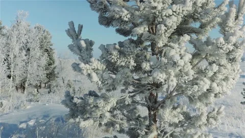 Pine tree covered hoarfrost and  snow close up panning shot Stock Footage 119432151