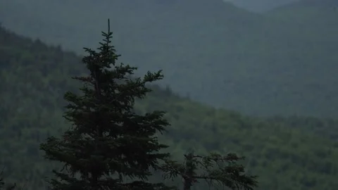 Pine tree covered mountains Stock Footage 171341021