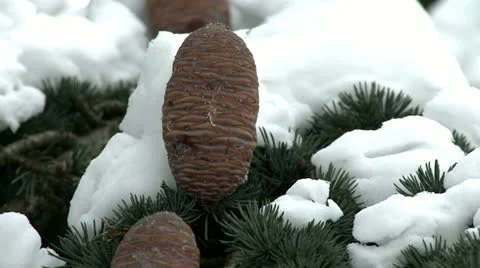 Pine tree covered with snow 14 Stock Footage 10820959