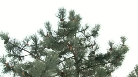 Pine tree covered with snow 2 Stock Footage 10819349