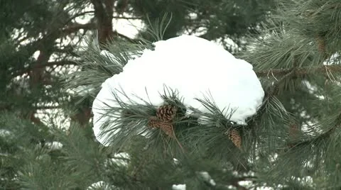 Pine tree covered with snow 3 Stock Footage 10819350