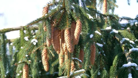 Pine tree covered with snow in 4k slow motion 60fps Stock Footage 169051783