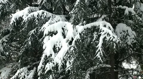 Pine tree covered with snow 5 Stock Footage 10819341