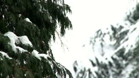 Pine tree covered with snow 6 Stock Footage 10819354