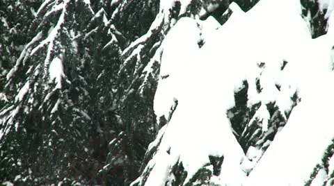 Pine tree covered with snow 9 Stock Footage 10819361