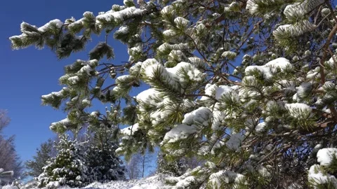 Pine tree covered with snow at blue sky background Stock Footage 144360821