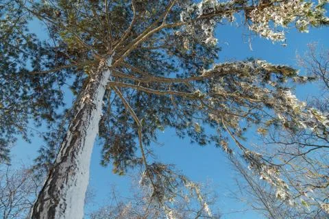 Pine tree covered with snow on blue sky background at sunny frosty winter day Stock Photos