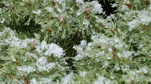A pine tree covered in snow, with branches covered in white snow Stock Footage 303072239