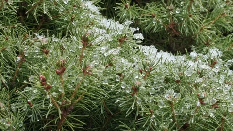 A pine tree covered in snow, with branches covered in white snow Stock Footage 303072318