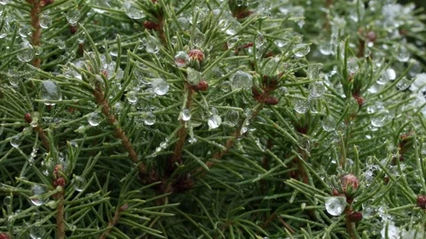 A pine tree covered in snow, with branches covered in white snow Stock Footage 303072463