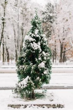 Pine tree covered in snow. Christmas outdoor nature. Beautiful outdoors Stock Photos
