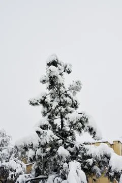 A pine tree covered in snow on a cloudy day Stock Photos