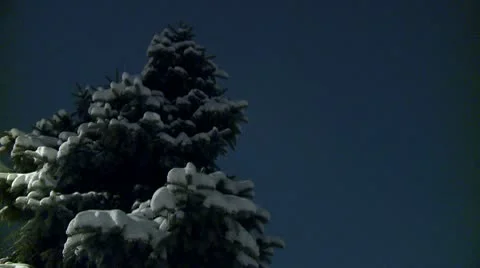 Pine tree covered with snow during the night 5 Stock Footage 10734896