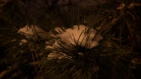 Pine tree covered with snow during the night 3 Stock Footage 10734990